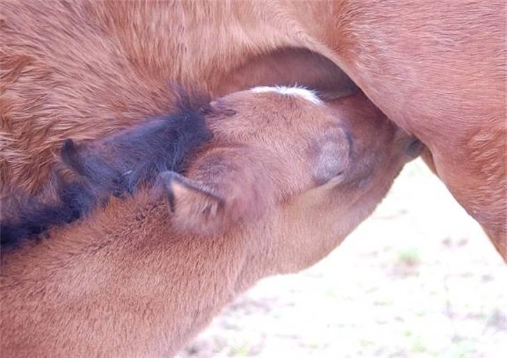 Arabisk fuldblod (OX) Al Aliyy Fahl - (*DØD) - Født d. 9 Januar 2008 billede 6