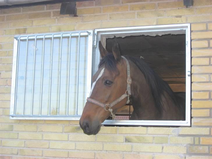 Traver Seiko Badger -  - Seiko nyder sit nye staldvindue på Lurebjerggård..!! billede 10