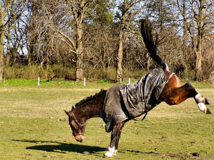 Traver Seiko Badger -  " Dm i bukning "  ( - Han ligner et muldyr..) billede 11