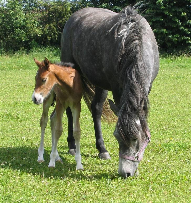 New Forest Bøgelunds Sarina NF 2078 - Baby-Sarina med mor på fold billede 15