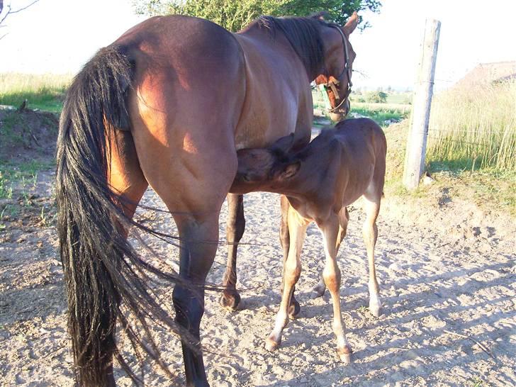 Traver blue girl billede 8