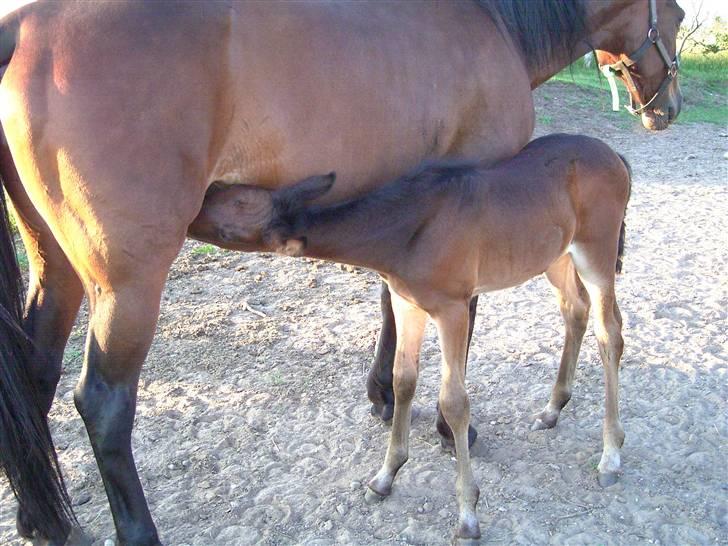 Traver blue girl billede 9