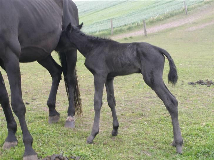 Traver okay marschall  død 21-2- billede 7