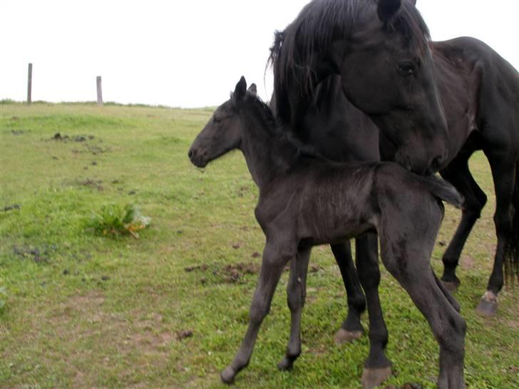 Traver okay marschall  død 21-2- billede 8