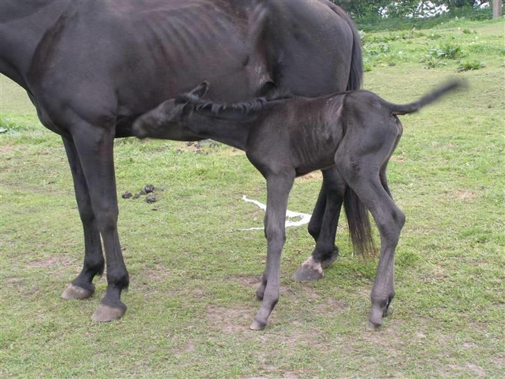 Traver okay marschall  død 21-2- billede 9