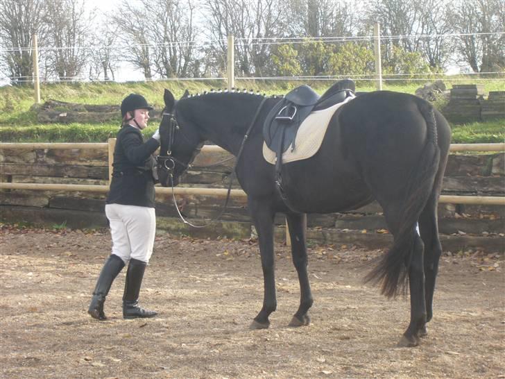 Dansk Varmblod Bomgaardens Black Pearl *SOLGT* - træt efter strabadserne billede 9