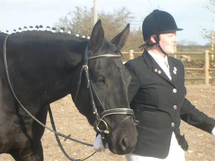 Dansk Varmblod Bomgaardens Black Pearl *SOLGT* - mulle med rosenknopper for første gang, er hun ikke fin :) billede 10