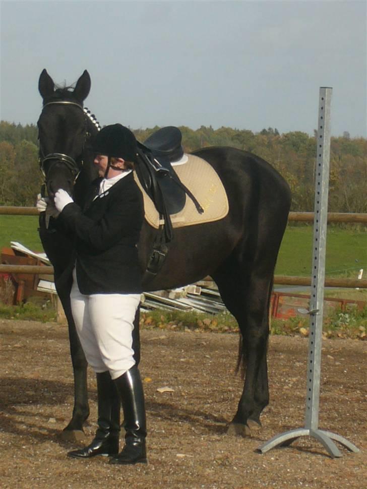 Dansk Varmblod Bomgaardens Black Pearl *SOLGT* - ros skal der til, nusse nusse nusse billede 11