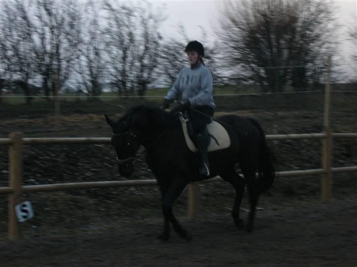 Dansk Varmblod Bomgaardens Black Pearl *SOLGT* - undervisning d 9/3 2009 billede 12