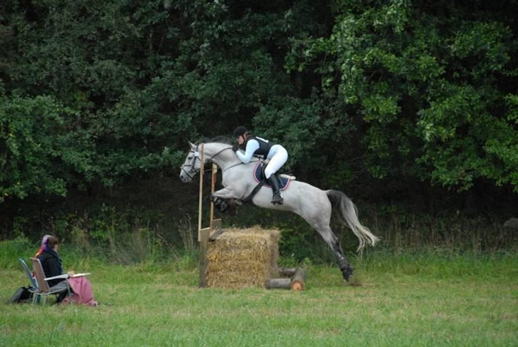Dansk Varmblod Bakgårdens Samson R.I.P. :'( :'( - Fra terrænet til B militarystævnet i GDR, september 2009. CNC100. billede 2