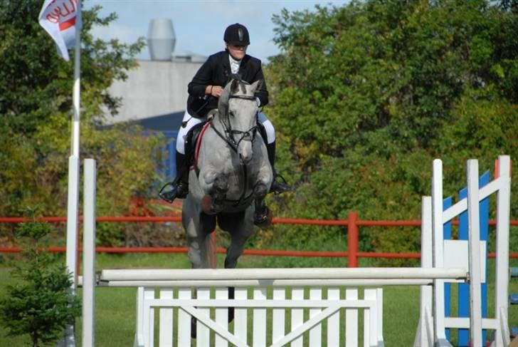 Dansk Varmblod Bakgårdens Samson R.I.P. :'( :'( - B militarystævne i GDR, september 2009, CNC100, vi red fejlfrit og han sprang super godt =D min lille stjerne hest billede 3