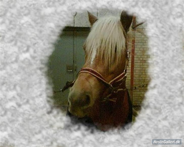 Haflinger | Luca  - Smukke billede 9