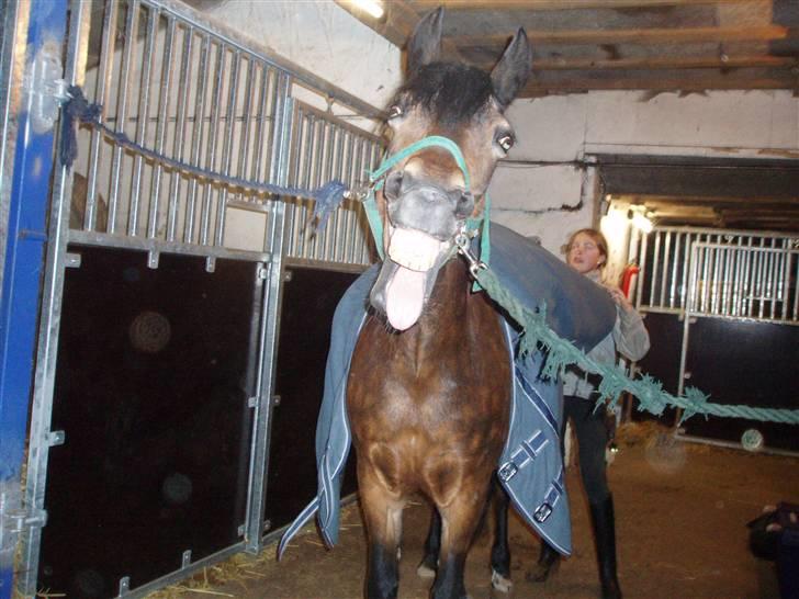 New Forest Bianca*Elev pony* - Gaaaab! xD<333 hvor er jeg træt :)eller er jeg bare fræk ;)<3 billede 20