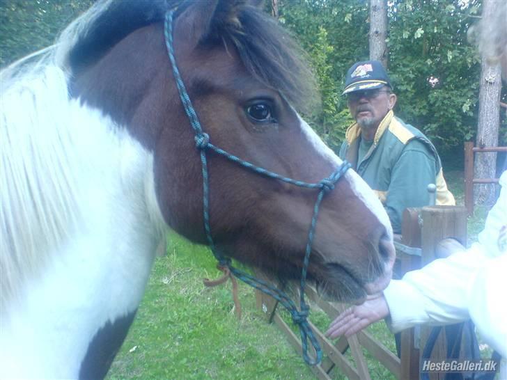 Pinto Indiana J.*Efterlyses!* - Første gang jeg så ham   Altid Elsket Aldrig Glemt billede 18