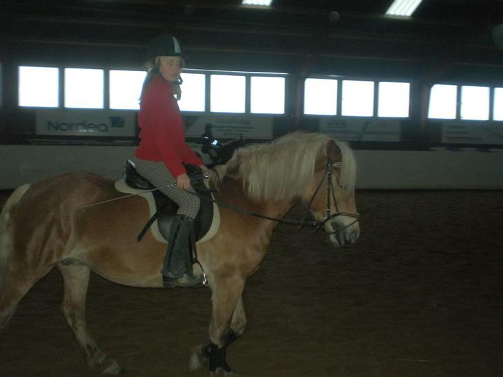 Haflinger | Luca  - Dejlig ridetur.. billede 11