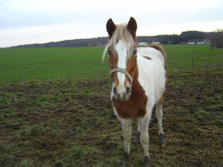 Pinto Kaluu Nyberg udlånt  - kaluu i mudder jan 08 billede 7