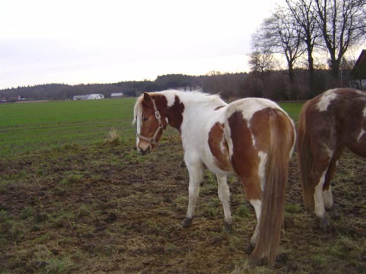 Pinto Kaluu Nyberg udlånt  - kaluu billede 8