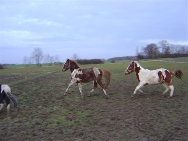 Pinto Kaluu Nyberg udlånt  - der løbes om kap i mudderret billede 9