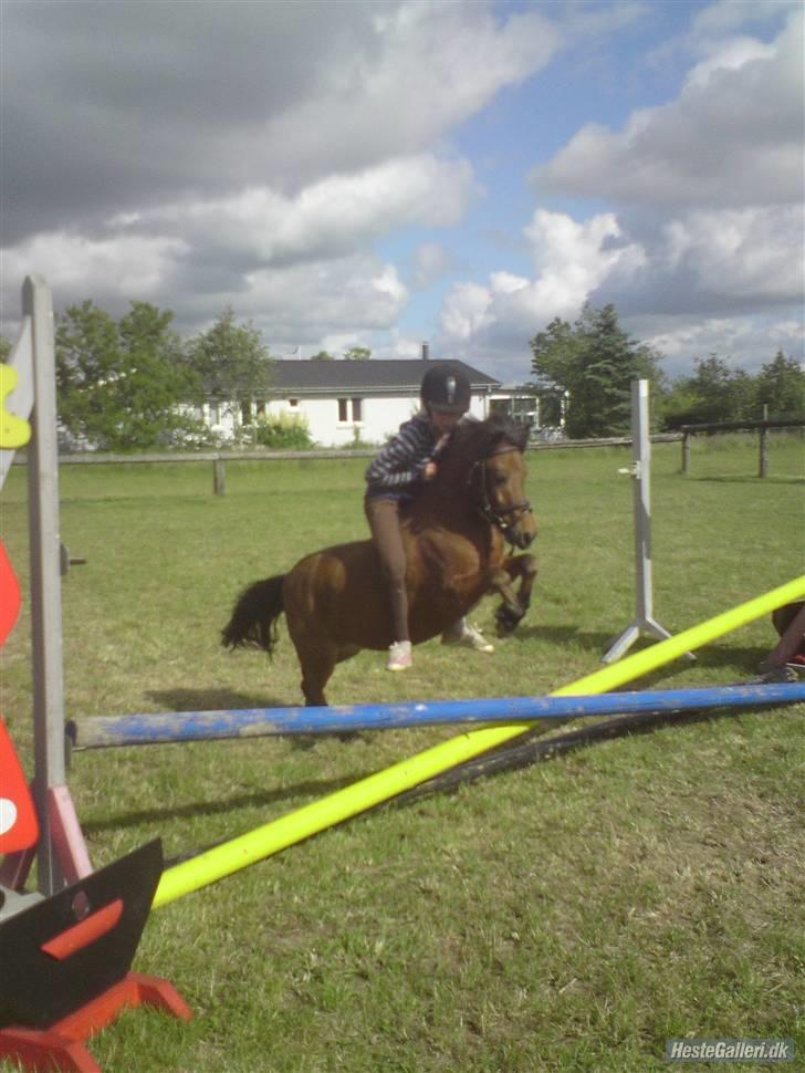 Shetlænder Birger  SOLGT - Biiiirger :k <3 billede 12