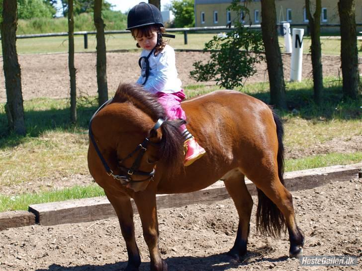 Shetlænder Birger  SOLGT - Super smuk. (L)<3 billede 13