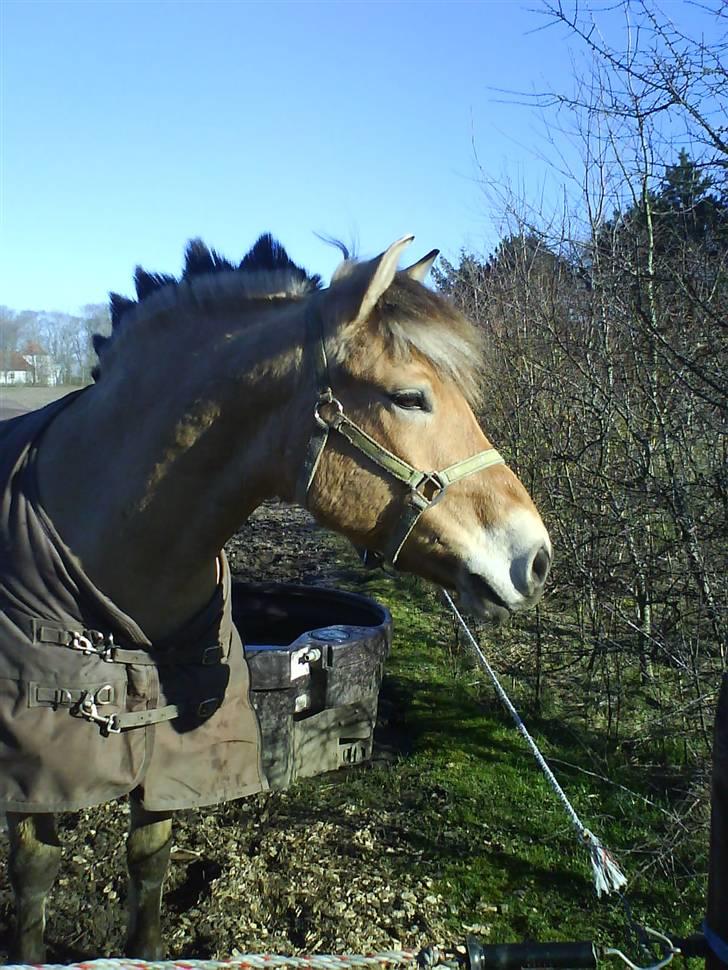 Anden særlig race Frede <3 Lånt Videre :/ - Frede står og kigger efter de andre heste <3 :P Smuk Fyr. <3 billede 8