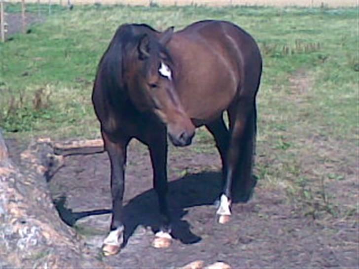 Traver Gucci Boy *SOLGT* billede 3