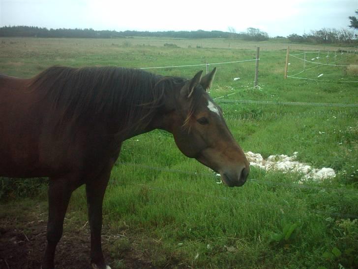 Traver Gucci Boy *SOLGT* billede 6