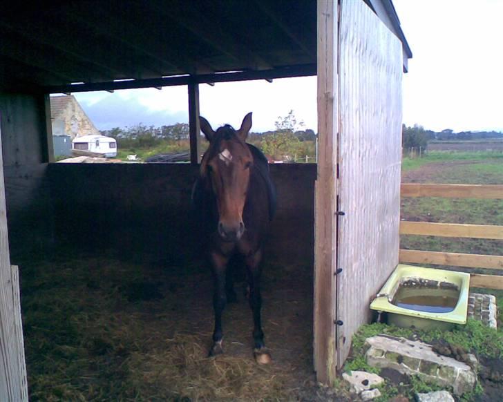 Traver Gucci Boy *SOLGT* billede 7