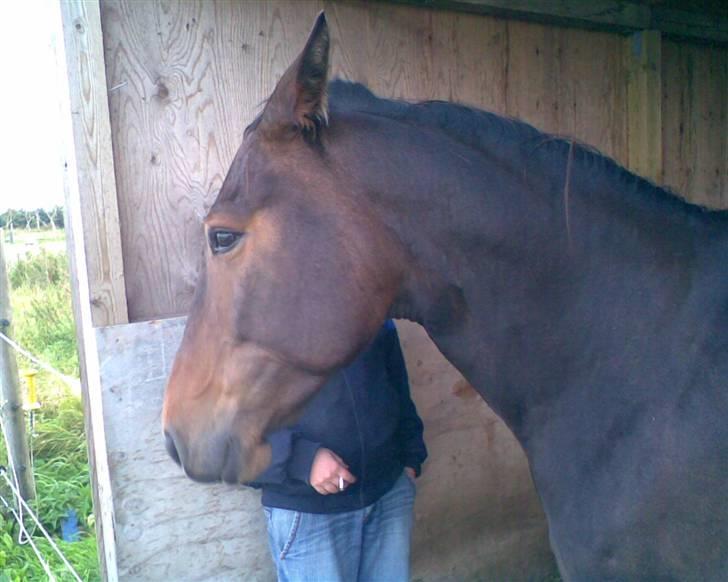 Traver Gucci Boy *SOLGT* billede 9