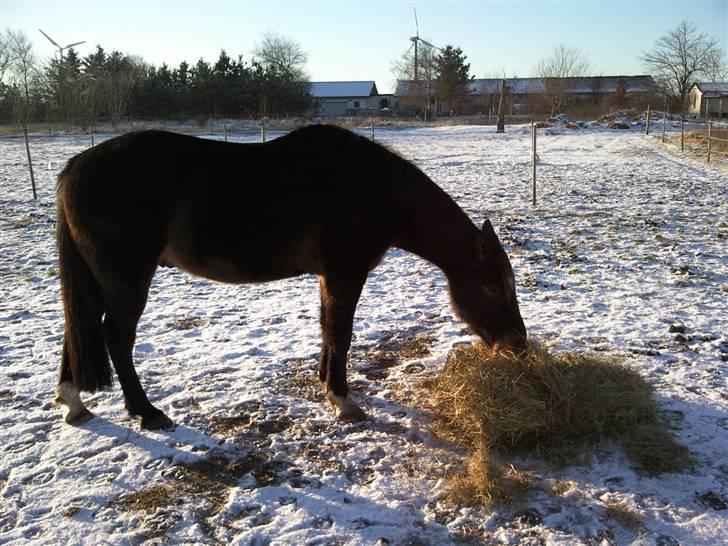 Traver Gucci Boy *SOLGT* billede 10