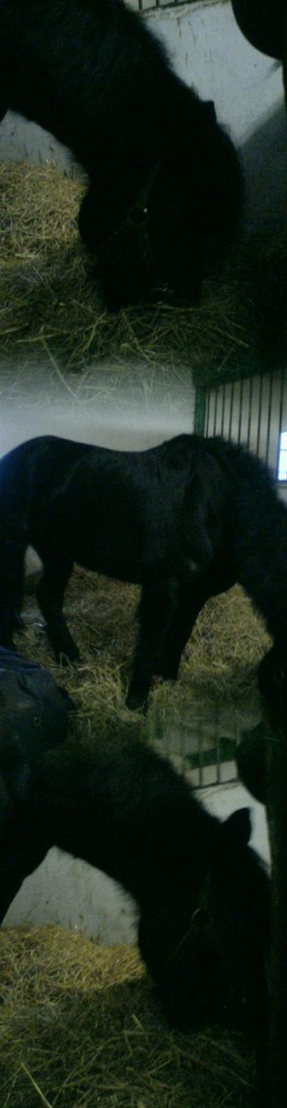 Welsh Cob (sec D) G. Black Surprise (SOLGT) - 3 billeder af blackey. billede 9