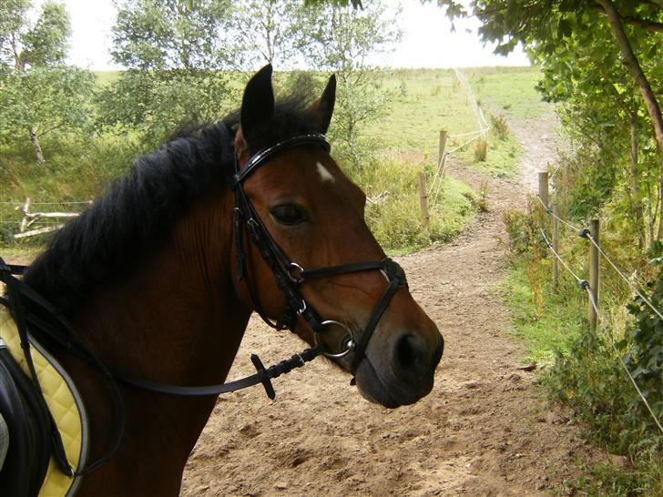 DSP Star(solgt)<3 - Smukke Star<33 billede 3