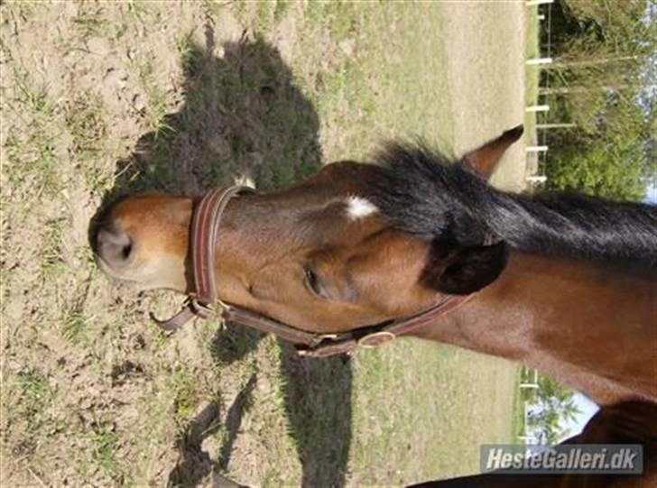 DSP Star(solgt)<3 - stars hoved på fold billede 4