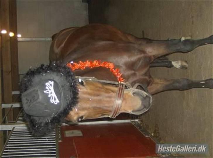 DSP Star(solgt)<3 - star der er klædt ud billede 7