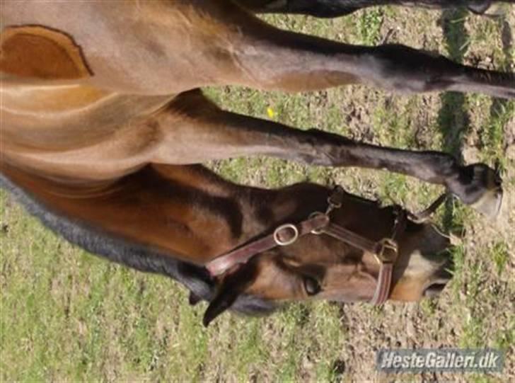 DSP Star(solgt)<3 - stars hoved på fold billede 11