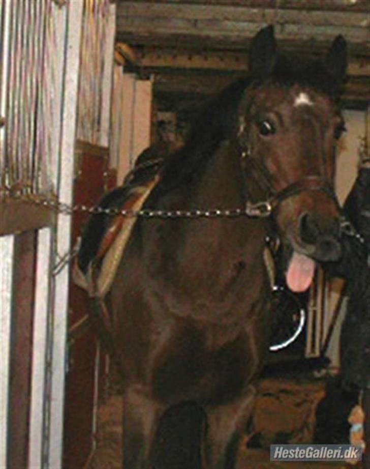 DSP Star(solgt)<3 - star der rækker tunge billede 12