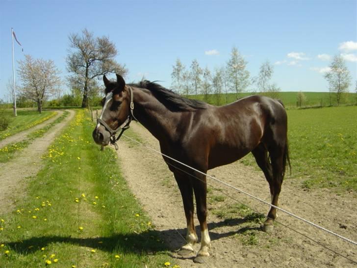 Traver Bobby Hallegård udlånt - Bobby på marken sommeren 07 billede 1