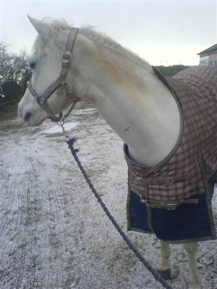 Welsh Pony (sec B) Lintelo Gratitude- SOLGT billede 7