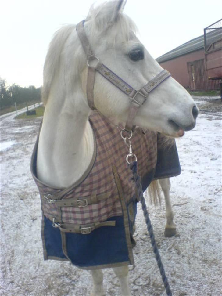 Welsh Pony (sec B) Lintelo Gratitude- SOLGT billede 8