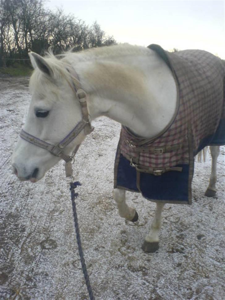 Welsh Pony (sec B) Lintelo Gratitude- SOLGT billede 9