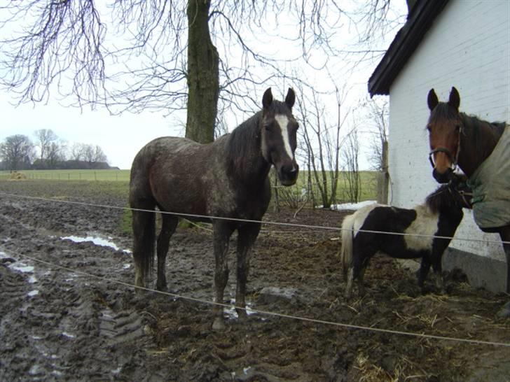 Traver Bobby Hallegård udlånt - Bobby og Maja i mudder billede 2