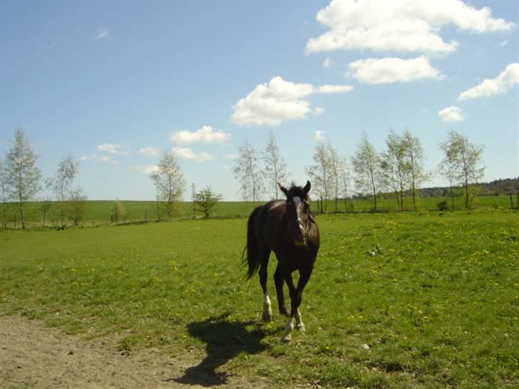 Traver Bobby Hallegård udlånt - Bobby der nyder solen sommer 07 billede 3