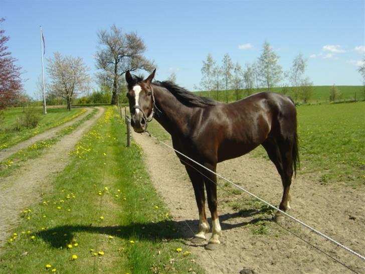 Traver Bobby Hallegård udlånt - Bobby på pilegård billede 5