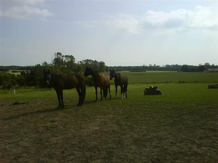 Traver Bobby Hallegård udlånt - Ulrik, Dorit og Bobby alias olsenbanden billede 6