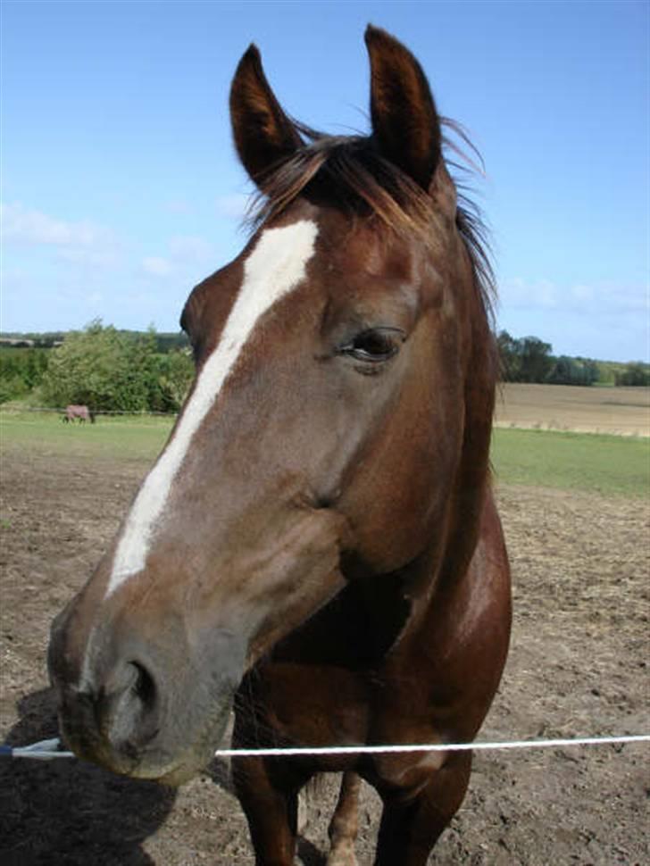 Traver Bobby Hallegård udlånt - Bobby i stalden jan 08 billede 7