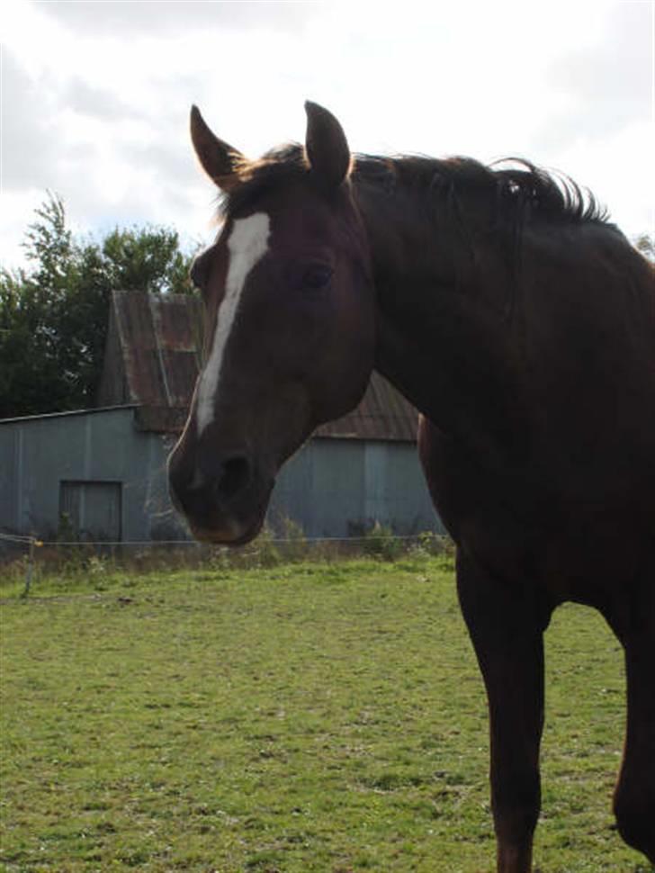 Traver Bobby Hallegård udlånt - Bobby inden fodring jan 08 billede 8