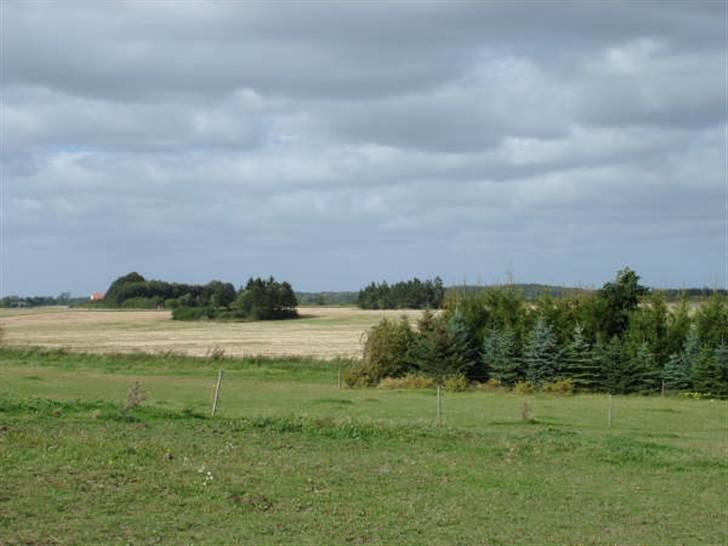 Traver Bobby Hallegård udlånt billede 9