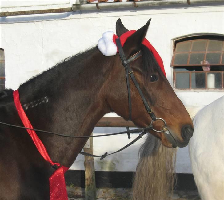 Traver Ulrik Langkjær RIP billede 6