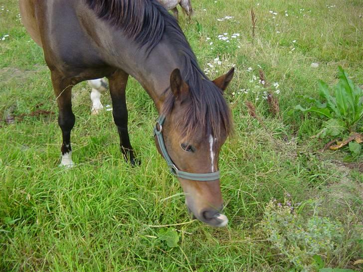 Welsh Cob (sec D) **Østervangs Avanti**<3 billede 2