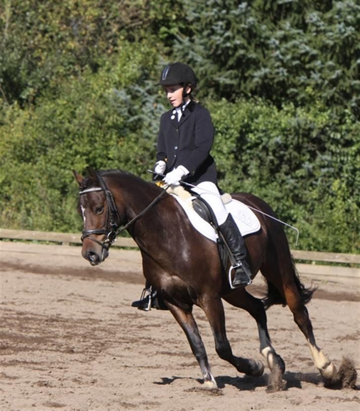 Welsh Cob (sec D) **Østervangs Avanti**<3 - Foto taget af Bsj-foto:D billede 3